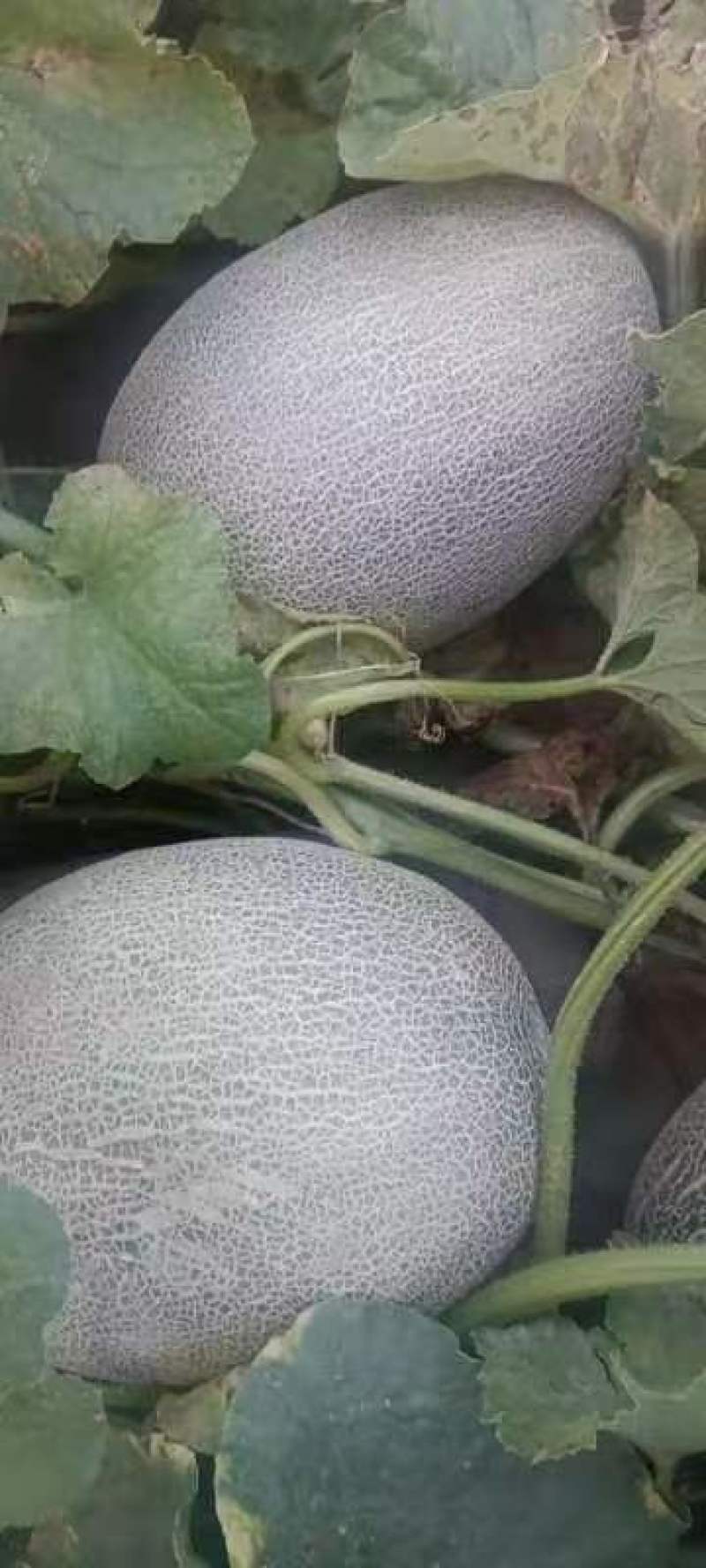 美都西瓜