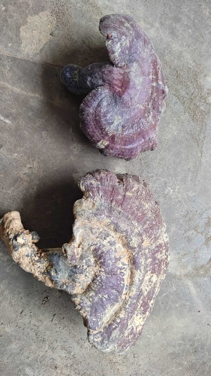 特级云南野生紫红灵芝