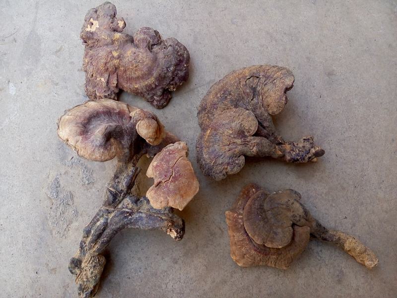 特级云南野生紫红灵芝