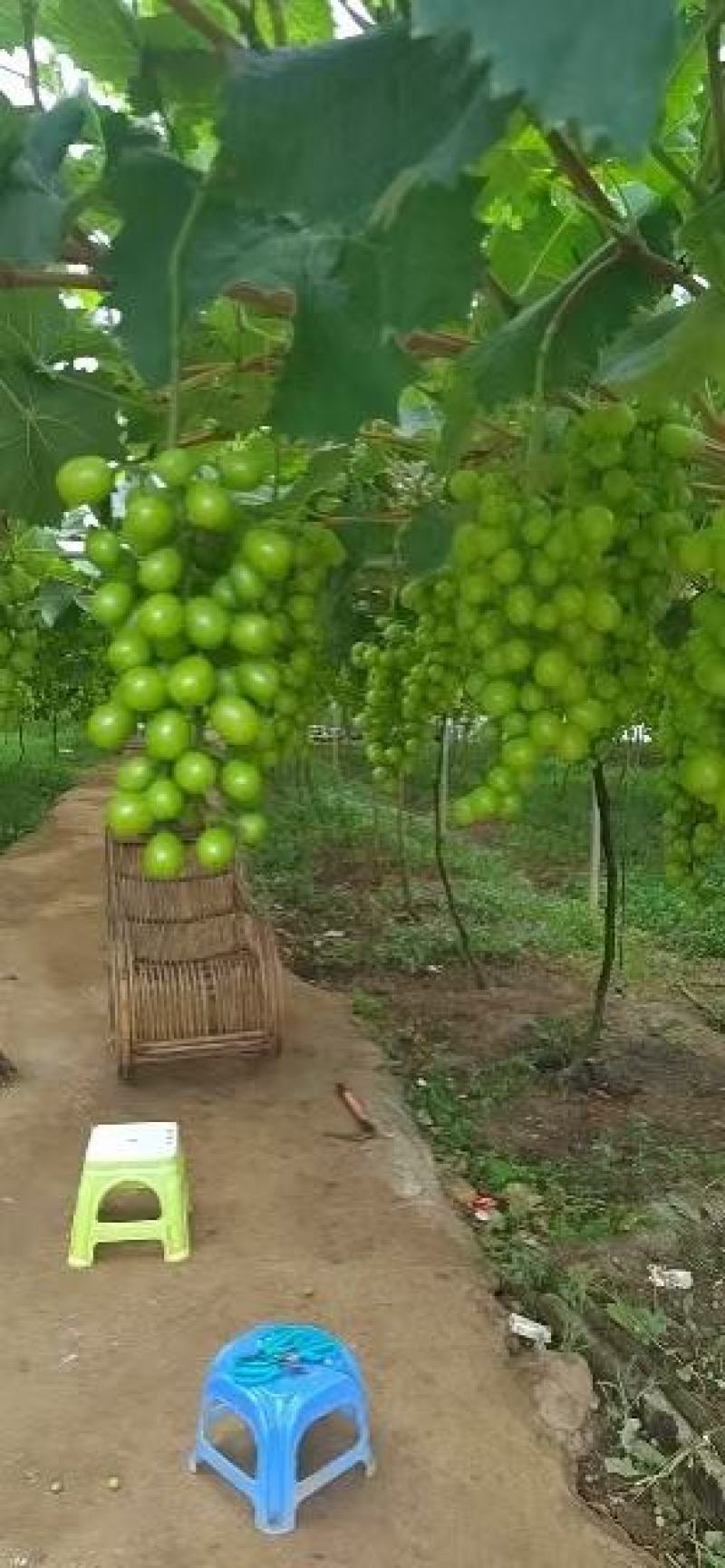 贵州阳光玫瑰