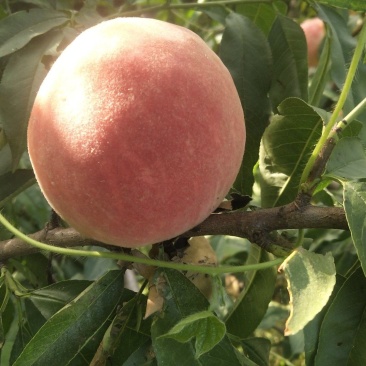 水蜜桃上市了欢迎采购商的到来