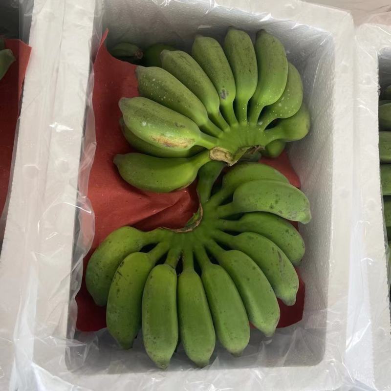 广西新鲜小米蕉，一件代发，团购，全平台一件代发