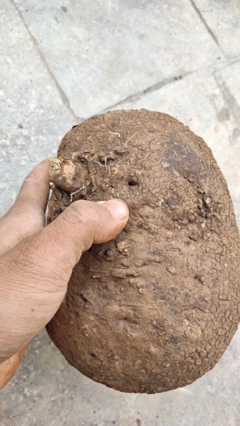 特级云南新鲜千金藤