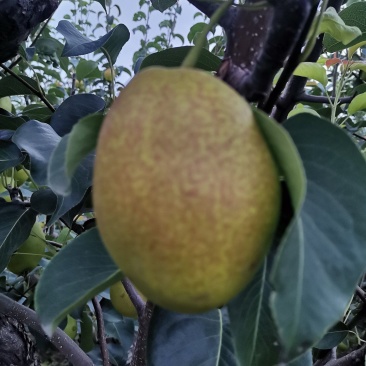 红香酥梨