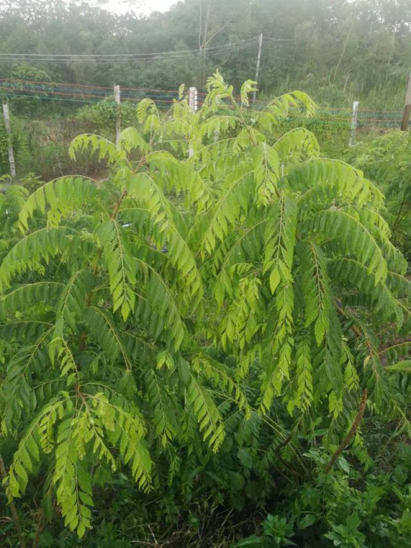 新鲜咖喱叶，咖喱苗，调料九里香，咖喱炒饭，鱼蛋，虾蟹。