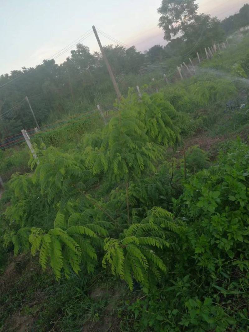 新鲜咖喱叶，咖喱苗，调料九里香，咖喱炒饭，鱼蛋，虾蟹。