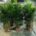 散尾葵大型盆栽净化空气办公室吸甲醛网红植物室内客厅