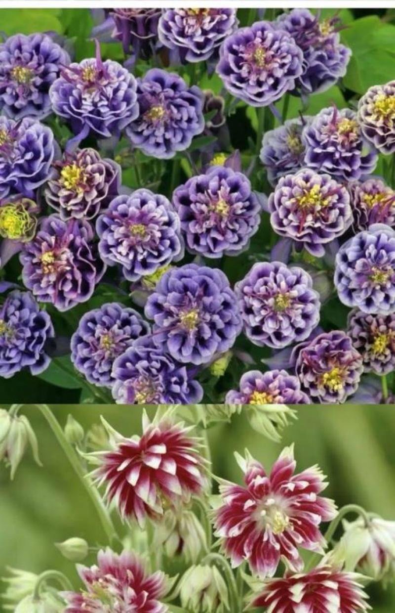 耧斗菜花种子四季易活开花室内外盆栽花种子花草植物花卉花种