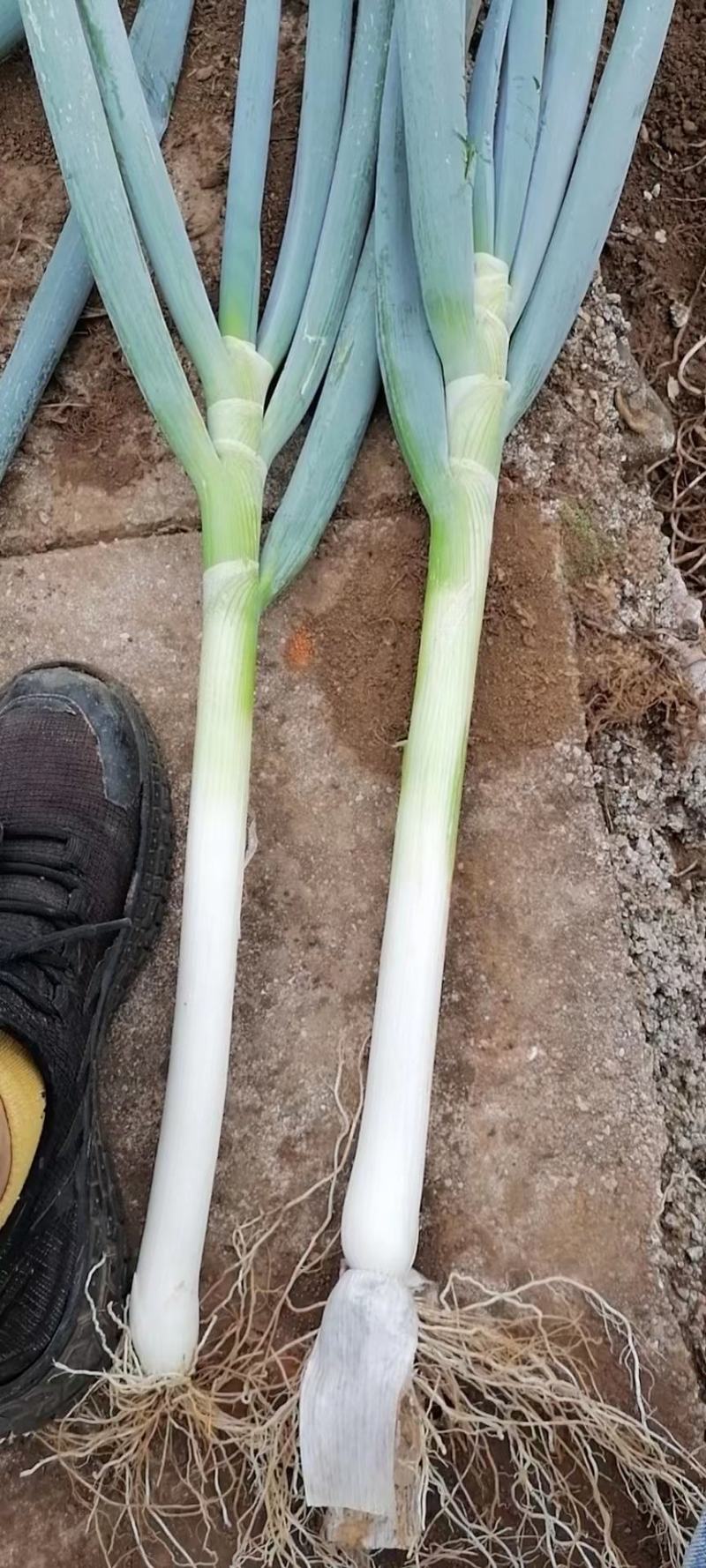 大葱