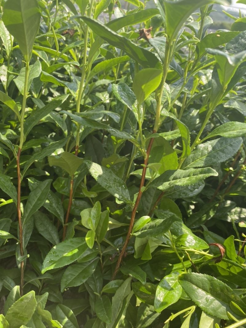 茶树苗