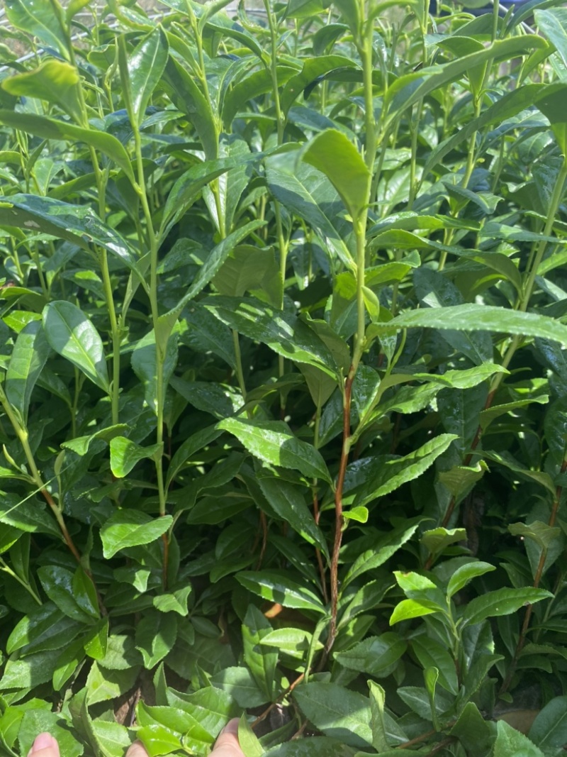 茶树苗