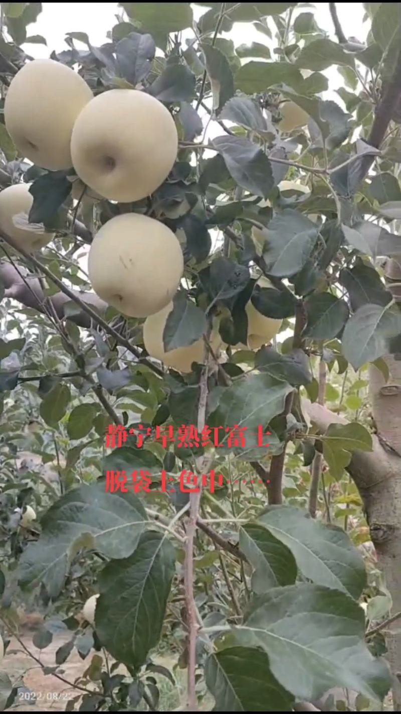 甘肃静宁早熟水晶红富士