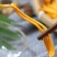 虫草花，煲汤、炖汤材料，鲜品非干货，口感好!不上火