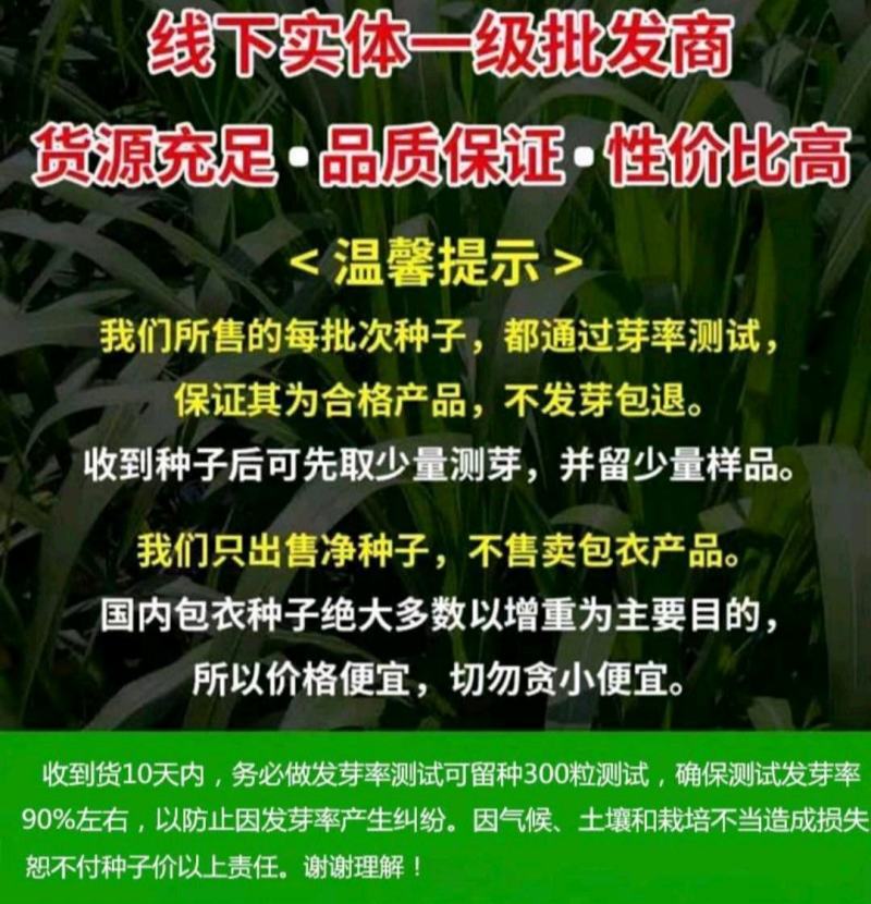 火凤凰大白菜种子红白菜籽橘红心白菜农家大田易种植抗病高产