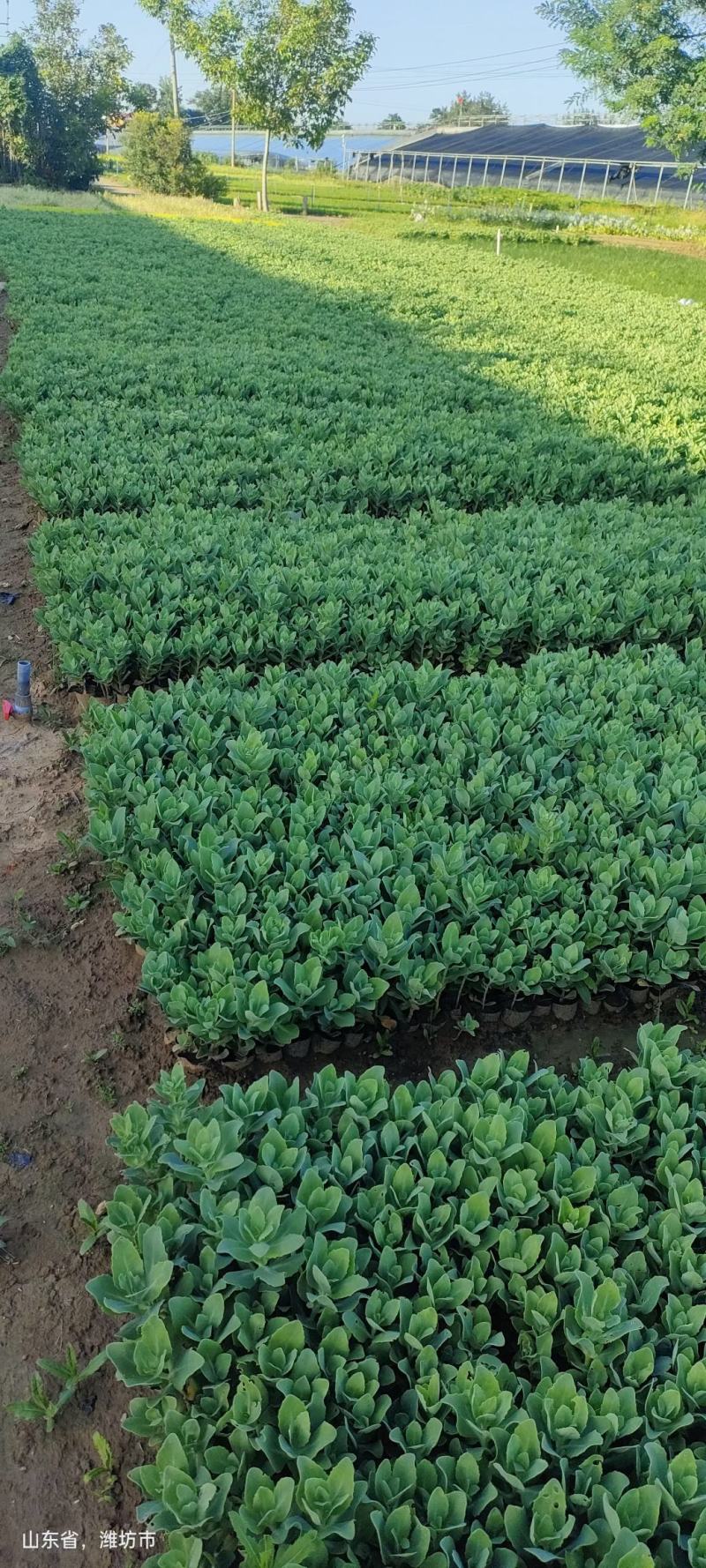 出售：八宝景天单头质量好，价格低，根细好
