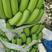 广西威廉斯香蕉大量上市基地直供量大从优欢迎咨询选购