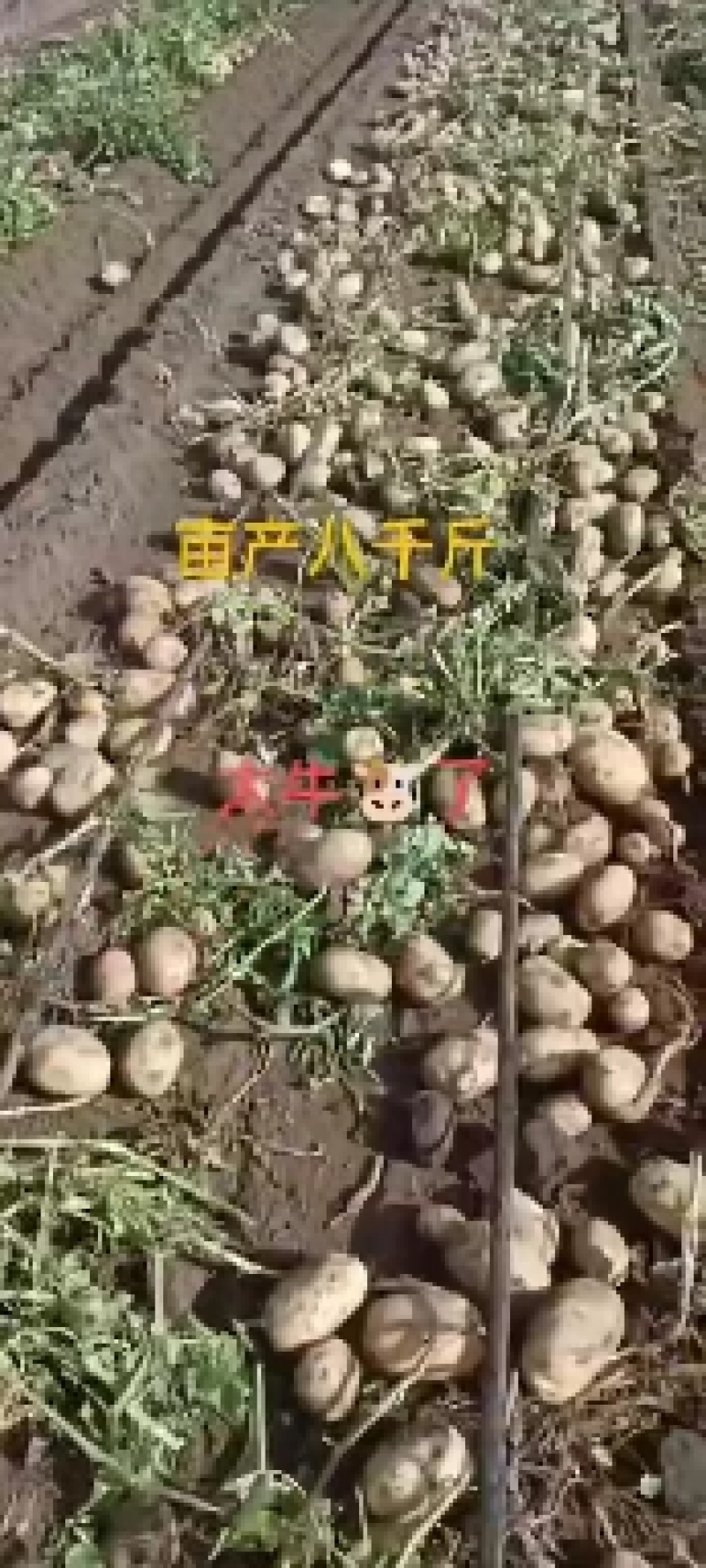土豆