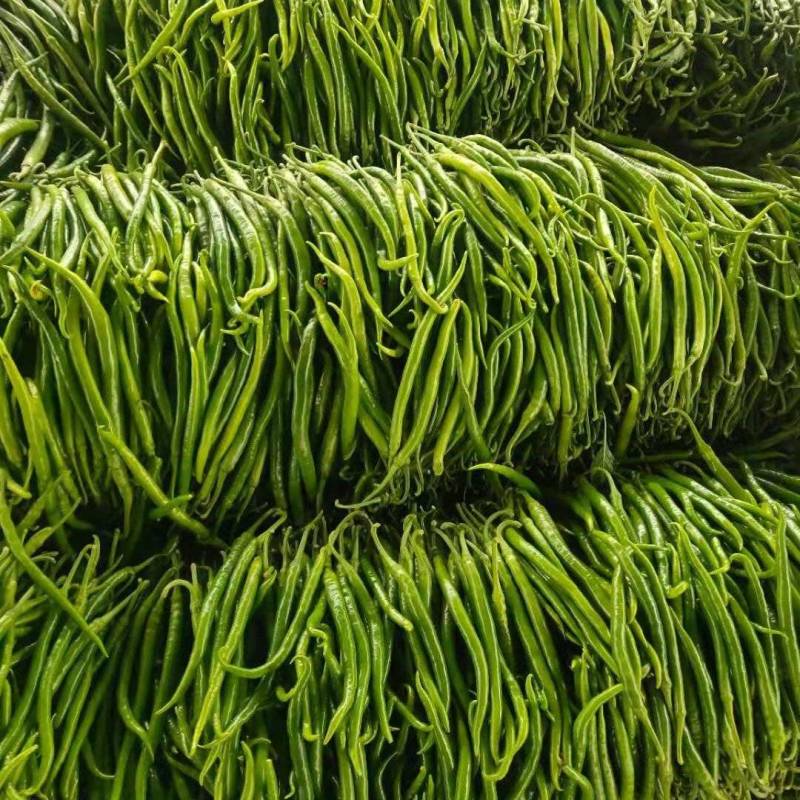 费县精品线椒鲜辣椒现已大量上市发往全国各地欢迎订购