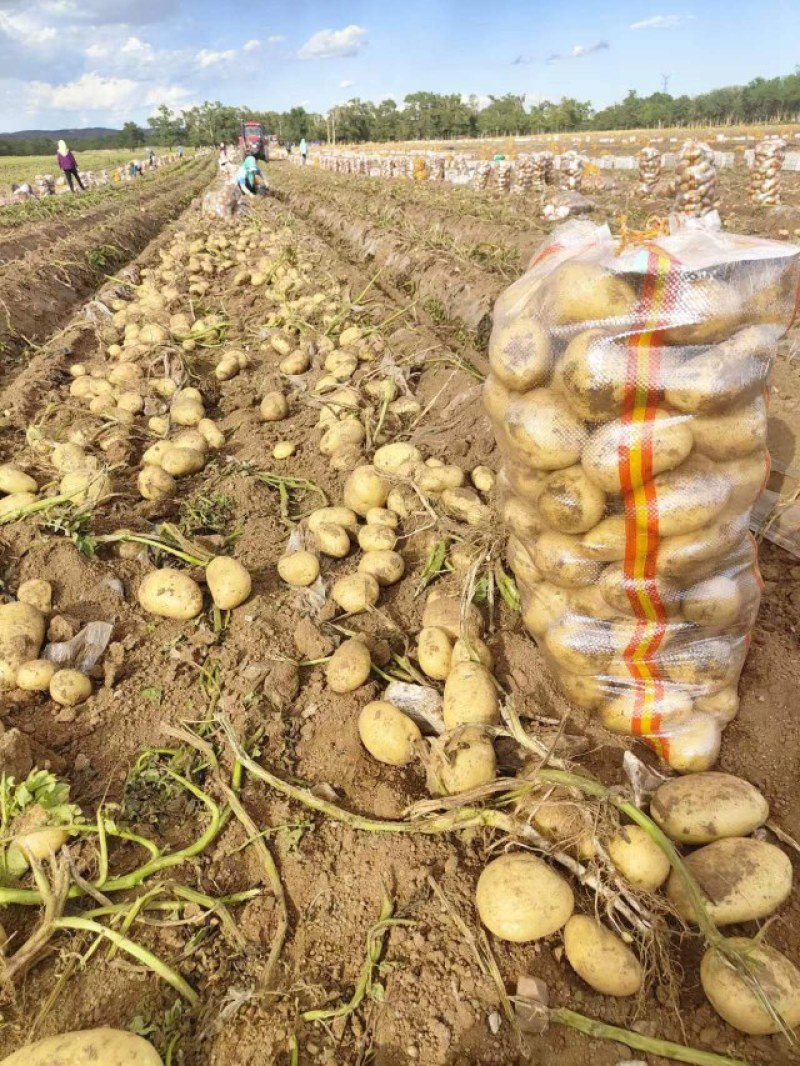 【实验一号】:颜色个头薯型都好质优价廉。