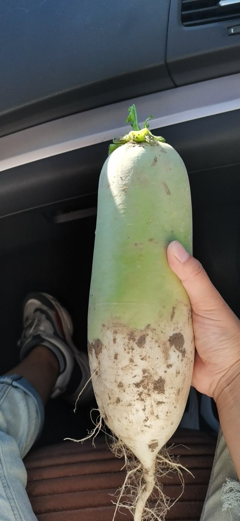 青萝卜
