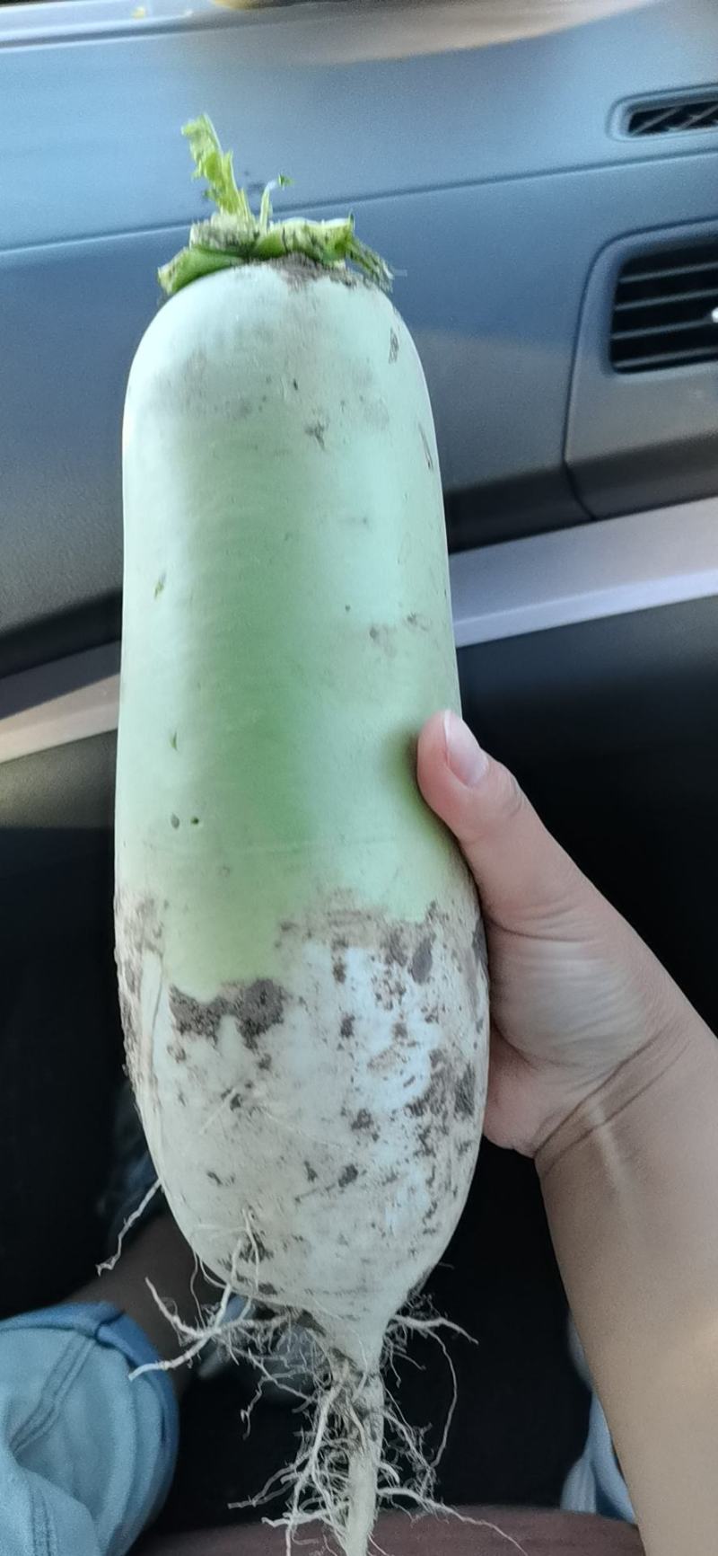 青萝卜