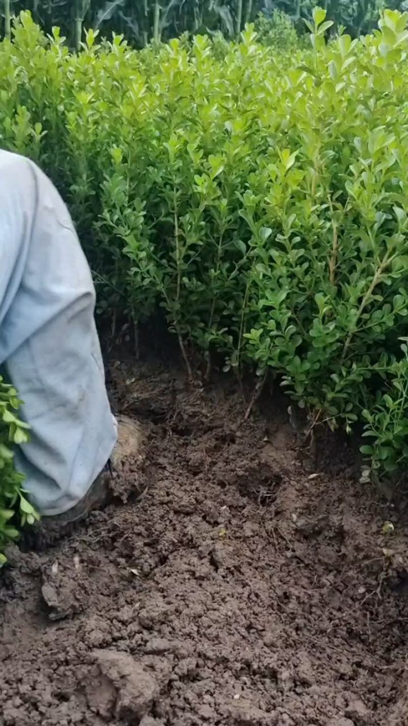 瓜子黄杨，地栽，杯苗都有货，质量优，量大从优，