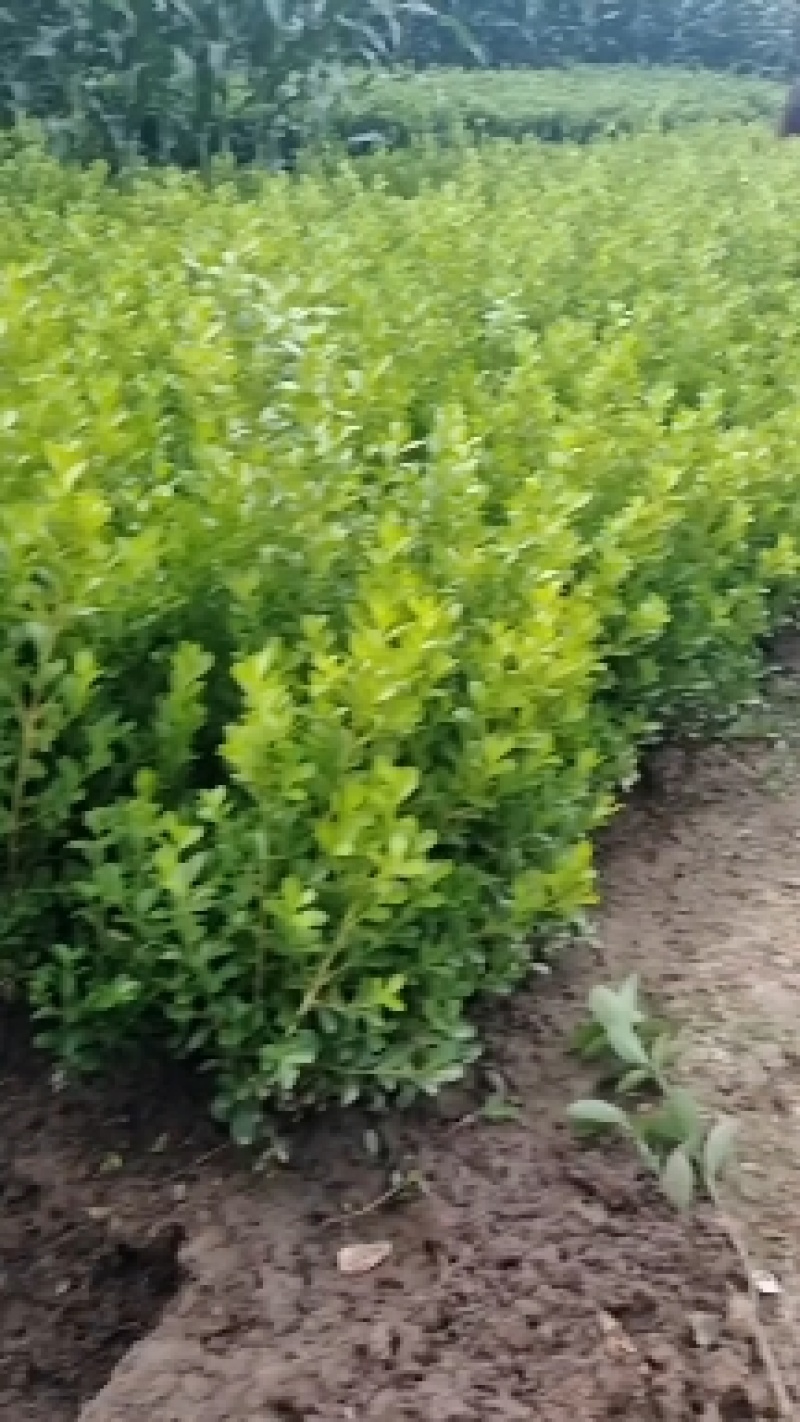 瓜子黄杨，地栽，杯苗都有货，质量优，量大从优，