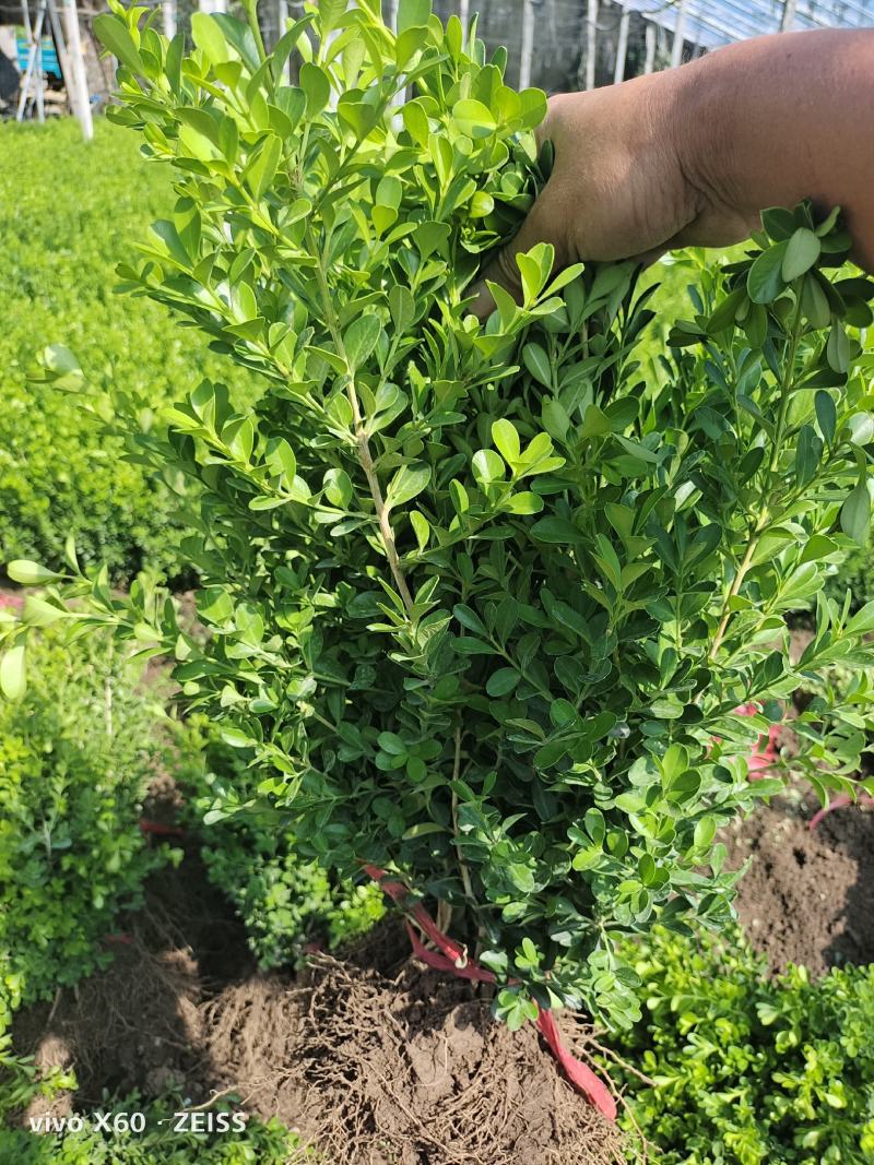 瓜子黄杨，地栽，杯苗都有货，质量优，量大从优，