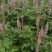 【包邮】赣州石参根鲜货干货大量有货足干无硫品质保证