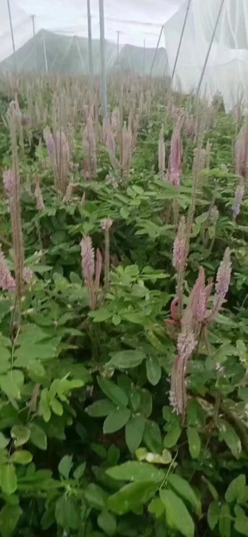 【包邮】赣州石参根鲜货干货大量有货足干无硫品质保证