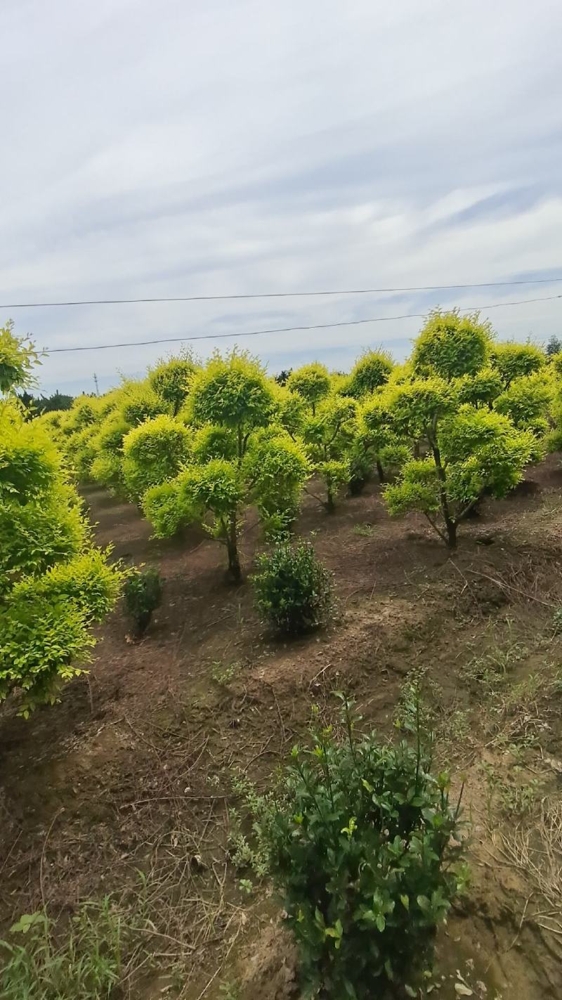 造型金叶榆金叶榆榆树造型云片榆树量大从优