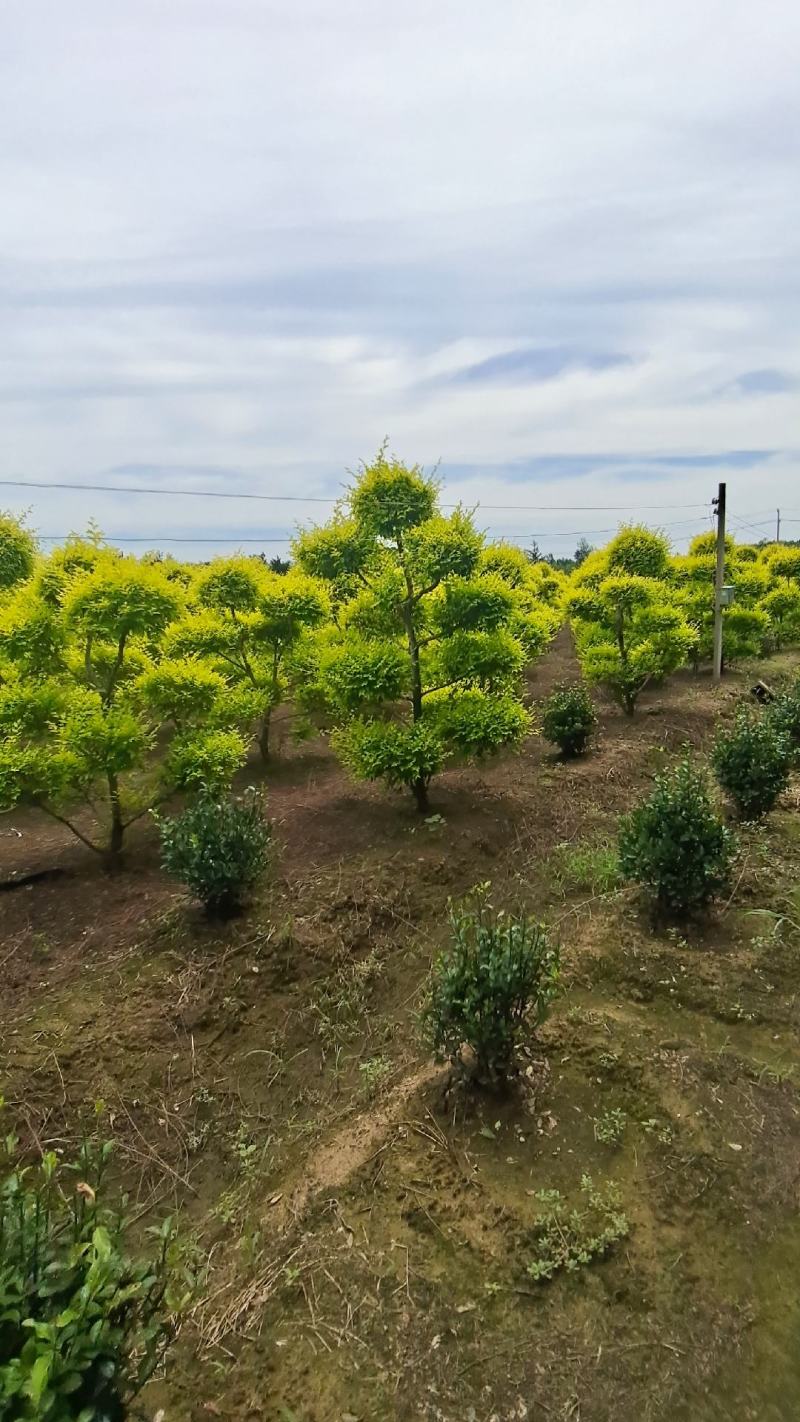 造型金叶榆金叶榆榆树造型云片榆树量大从优