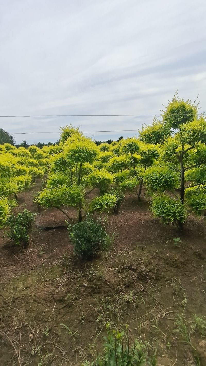 造型金叶榆金叶榆榆树造型云片榆树量大从优
