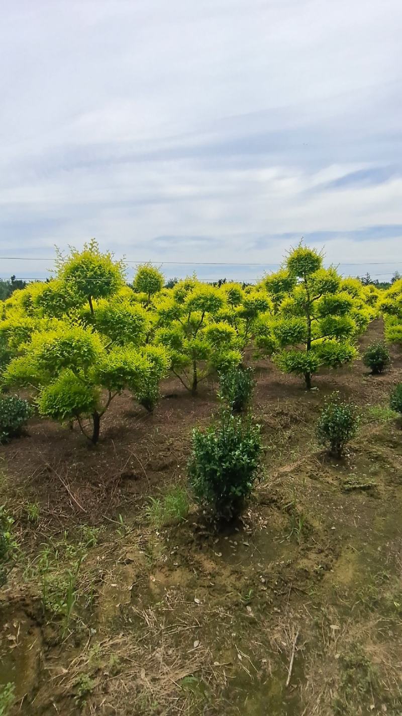 造型金叶榆金叶榆榆树造型云片榆树量大从优