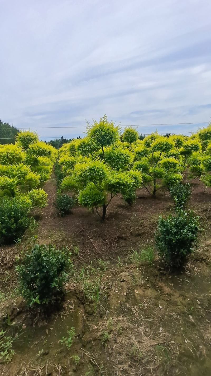 造型金叶榆金叶榆榆树造型云片榆树量大从优
