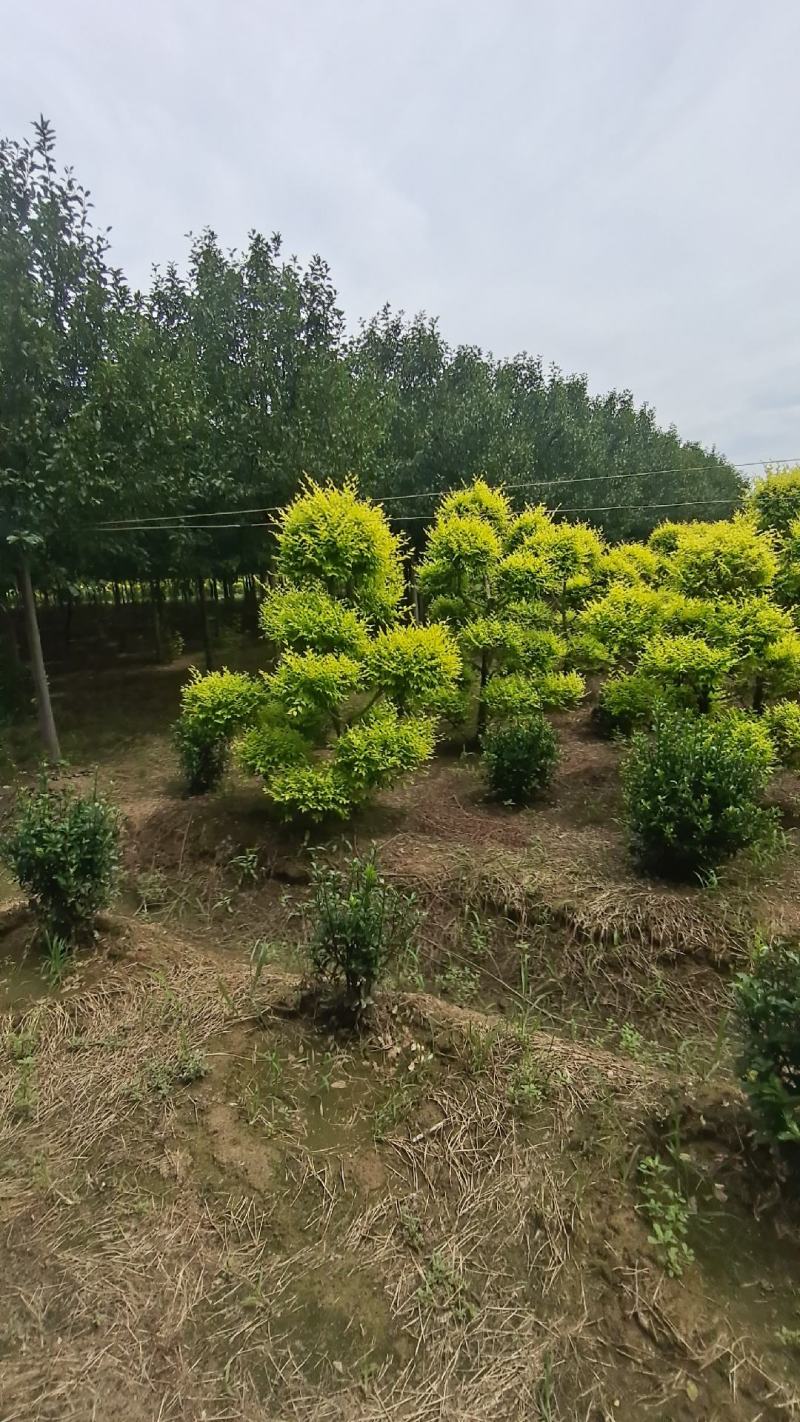 造型金叶榆金叶榆榆树造型云片榆树量大从优