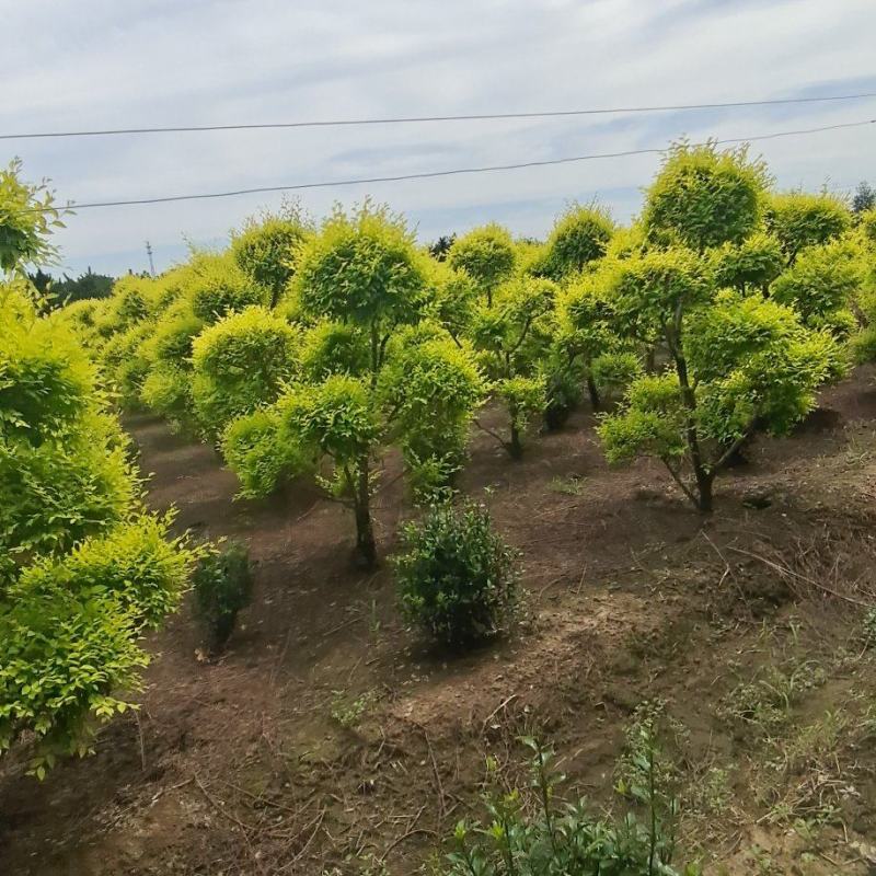造型金叶榆金叶榆榆树造型云片榆树量大从优
