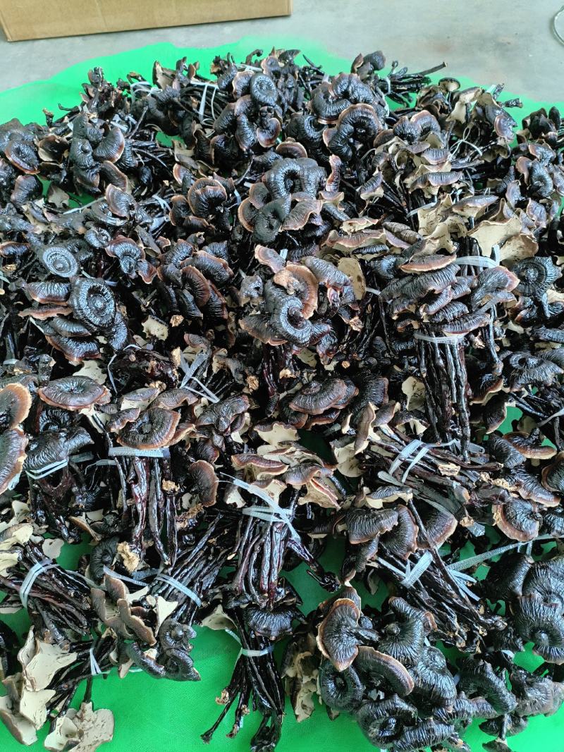 小黑竹灵芝金边灵芝不苦菌香味浓郁新货上市量大优惠