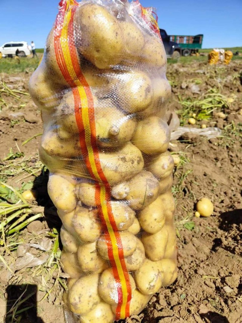 【实验一号】:颜色个头薯型都好质优价廉。