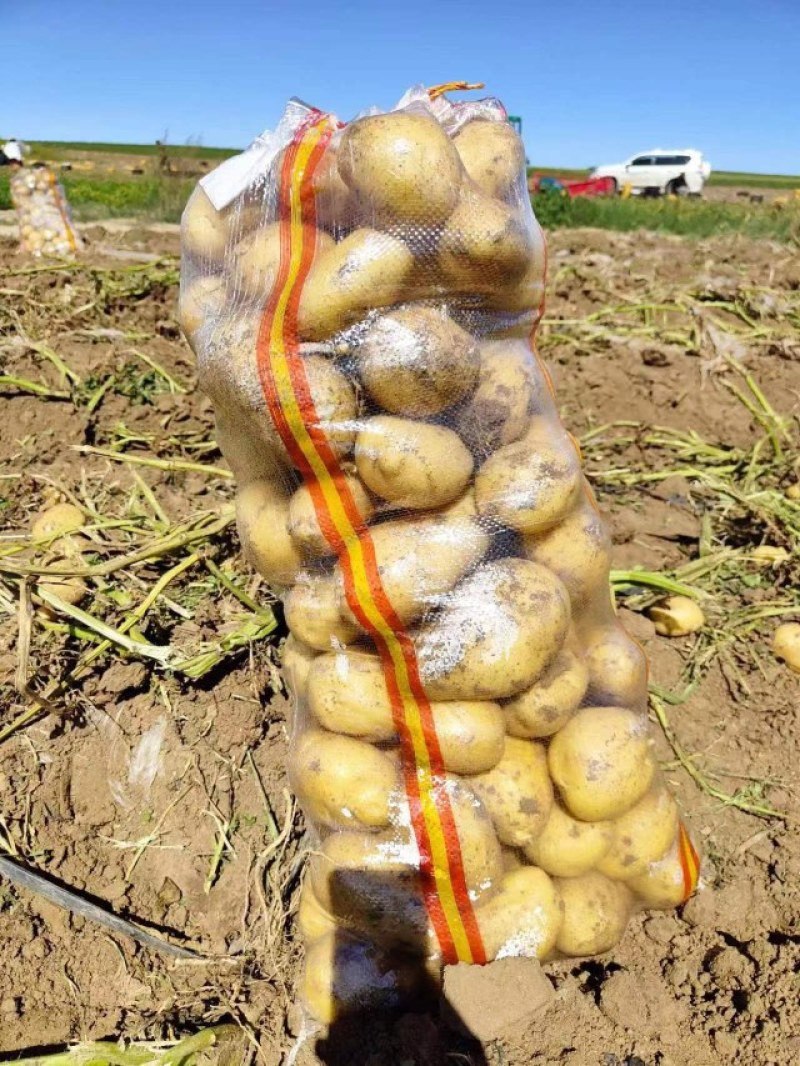 【实验一号】:颜色个头薯型都好质优价廉。