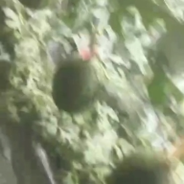 果型正，熟度好，糖度高