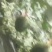 果型正，熟度好，糖度高