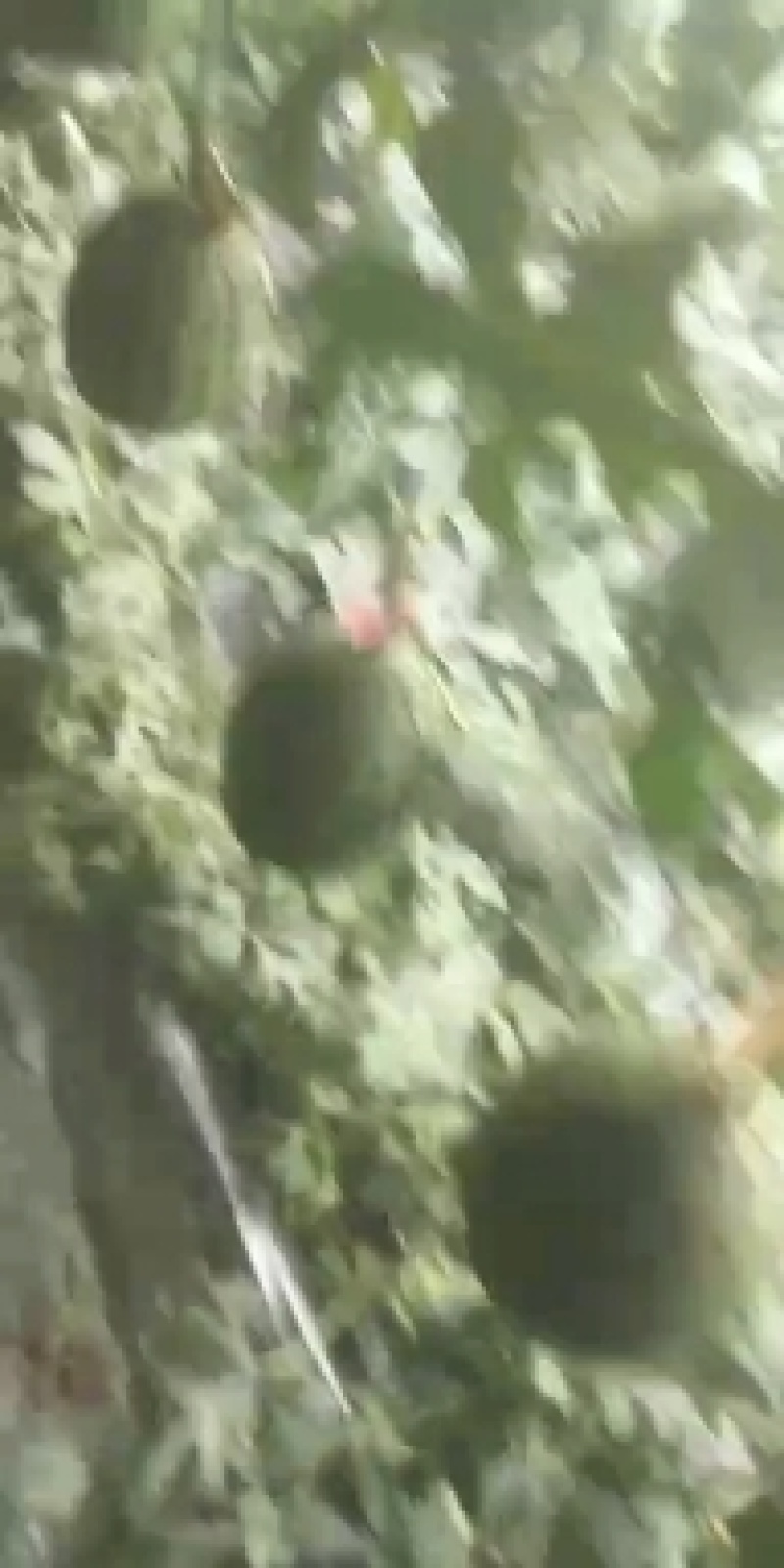 果型正，熟度好，糖度高