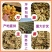小黄姜产地(大黄姜)一手货源全国发货量大从优