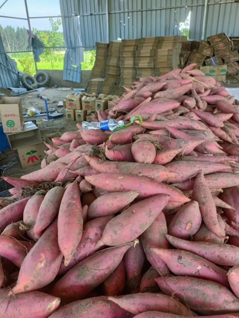 大量供应价西瓜红蜜薯！超市、电商、市场等……欢迎来电！