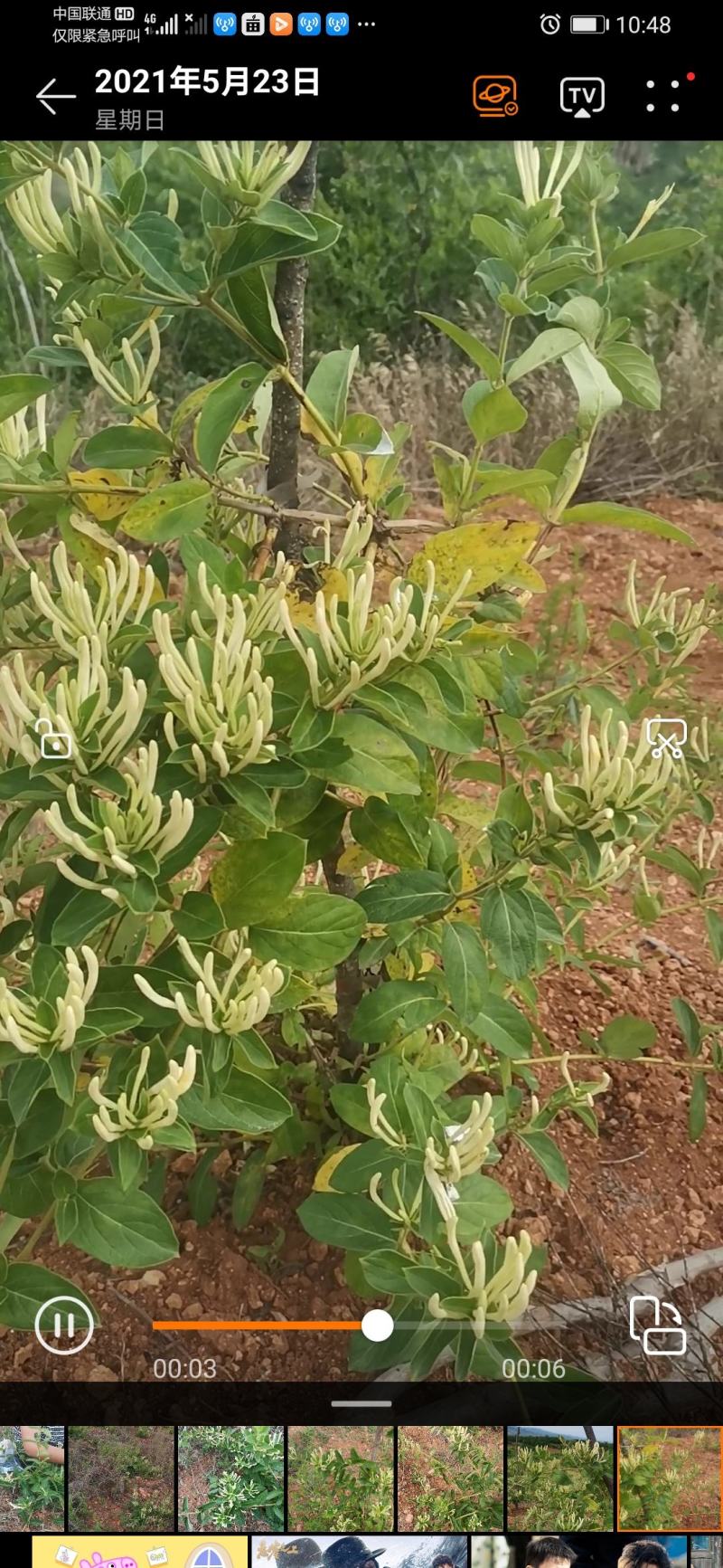 金银花种植有十几年了，从赔钱到赚钱有一定的经验