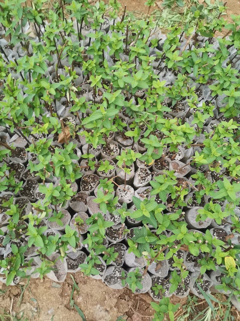 金银花种植有十几年了，从赔钱到赚钱有一定的经验
