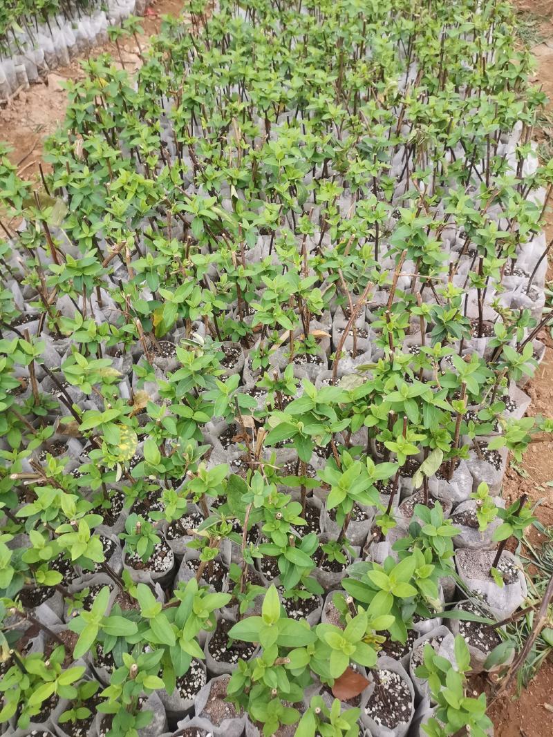 金银花种植有十几年了，从赔钱到赚钱有一定的经验