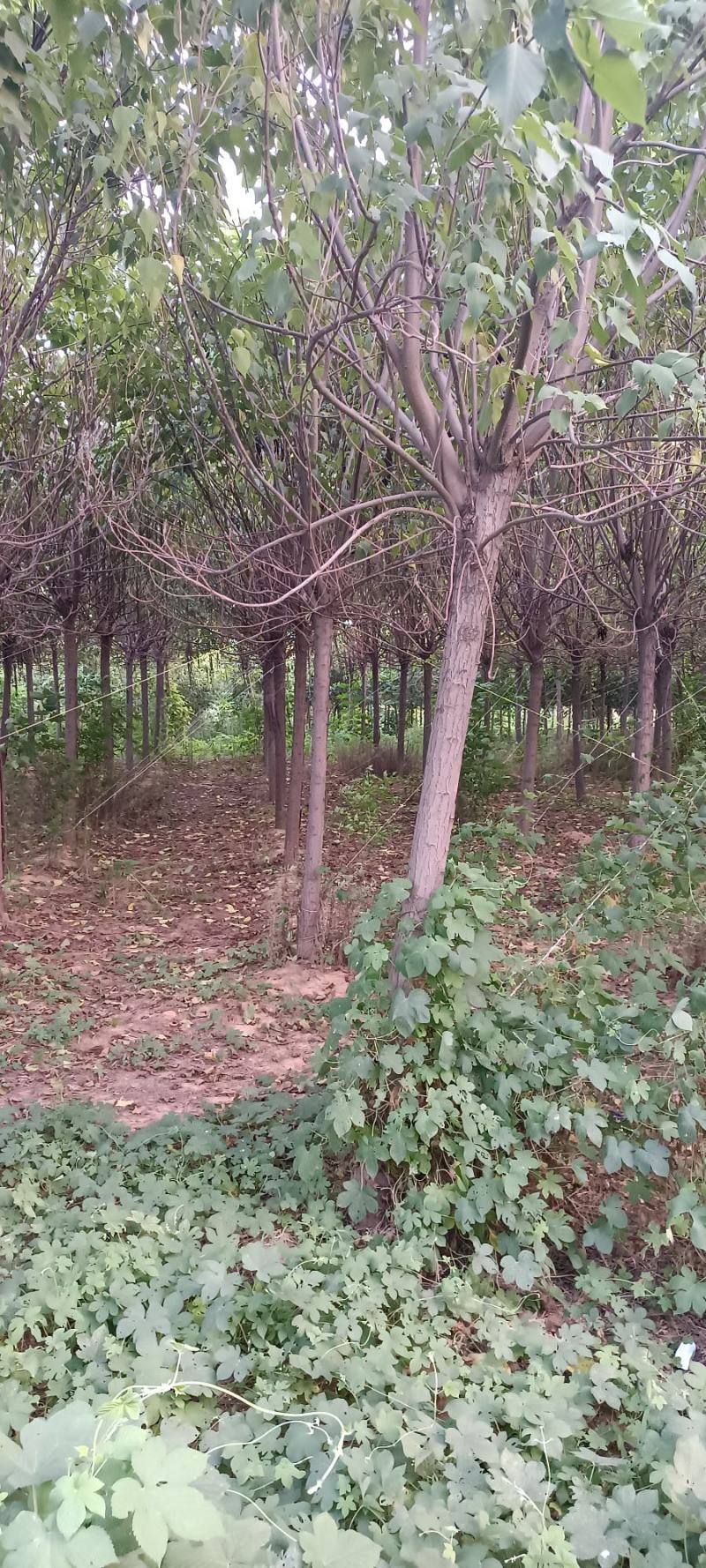 楸树8-----15公分，货源充足，
