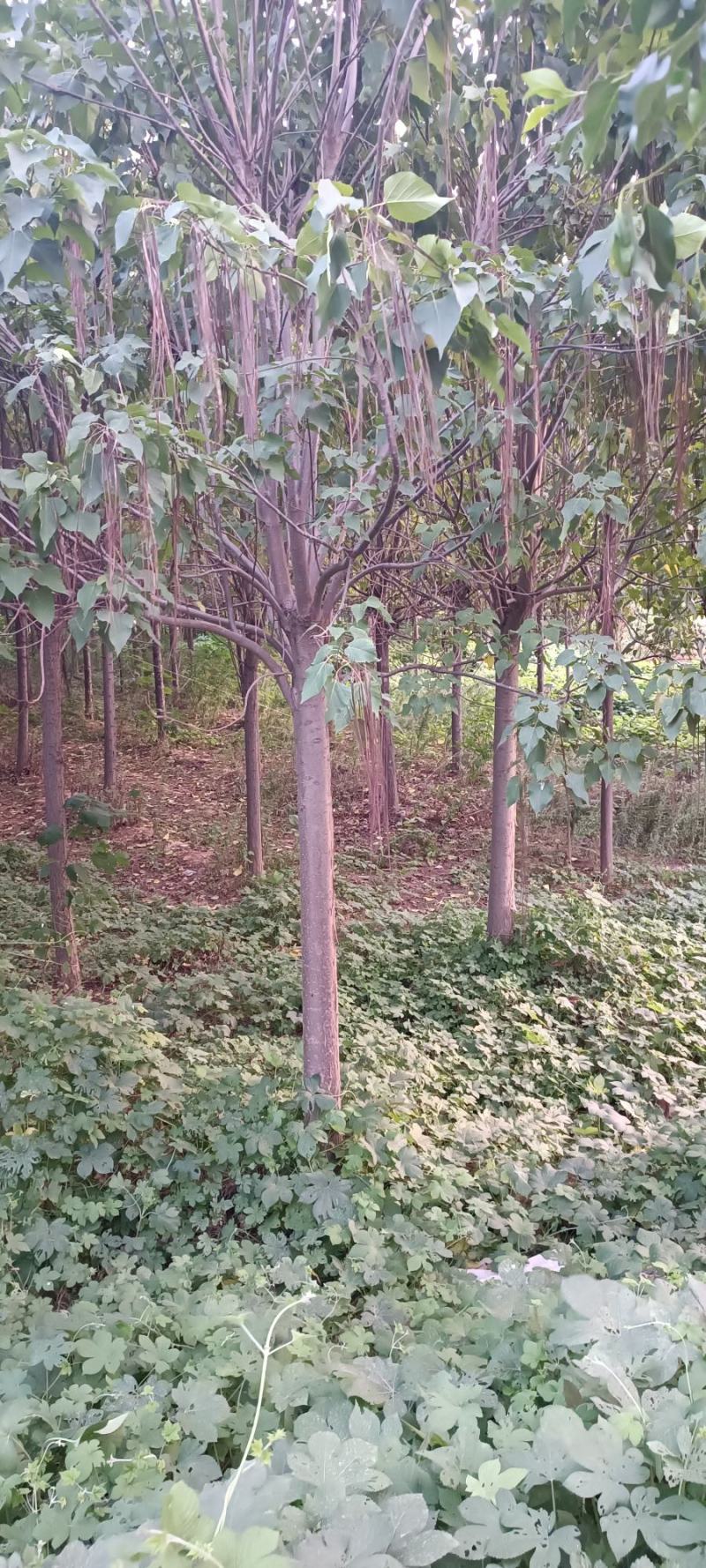 楸树8-----15公分，货源充足，